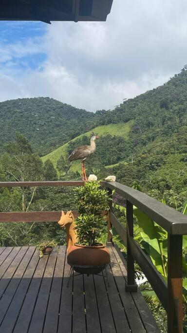 Sitio Com Piscina Natural E Cascata, Com Linda Vista Em Lumiar. Lumiar